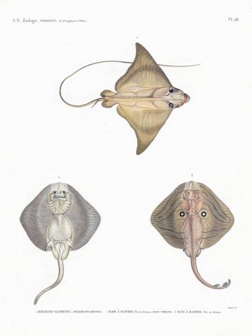 H.N. ZOOLOGIE POISSONS: Pl. 26 Myliobatis & Bandes - BULL & BANDED RAYS print 1821 - 1830