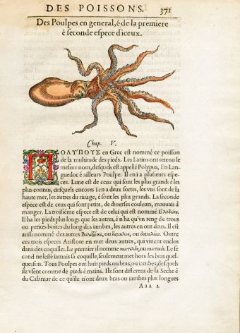 RONDELT MARINE LIFE - OCTOPUS PRINT - WOODCUT 1558