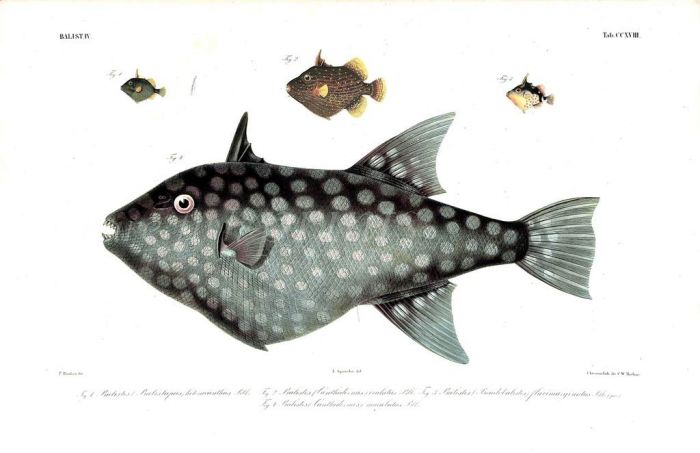 OCEAN TRIGGERFISH print - BALISTES (CANTHIDERMIS) MACULATUS  