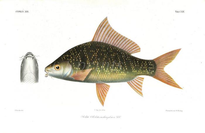 ROHITA (OSTEOCHILAS) MELANOPLEURA  carp print