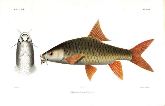 LABEOBARBUS TAMBROIDES  - THAI MAHSEER print