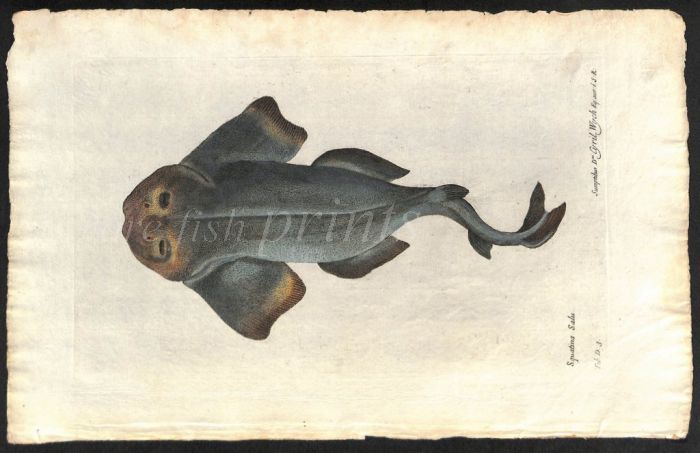 THE ANGEL SHARK print