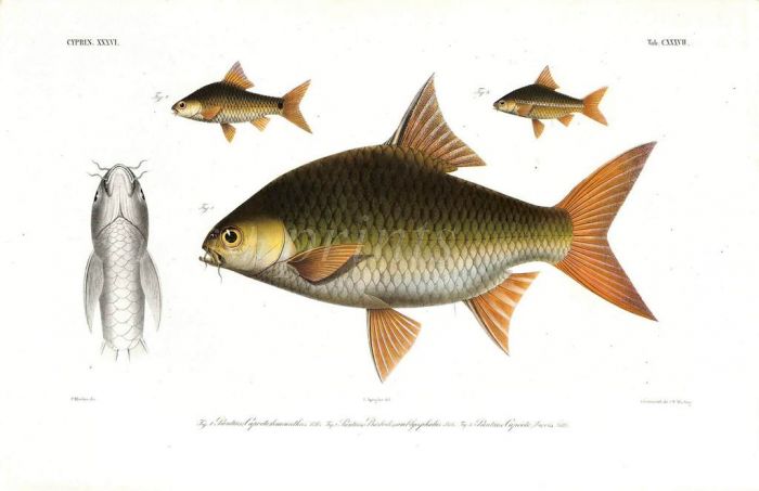 PUNTIUS  LEIACANTHUS, AMBLYCEPHALUS, BREVIS carp print