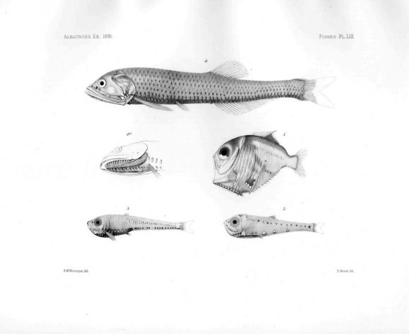 STERNOPTYX  & LYCHNOPLES - Garman deep sea fish print