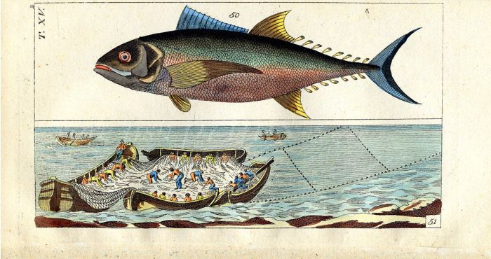 WILHELM - MACKEREL - SEA FISHING print 1802