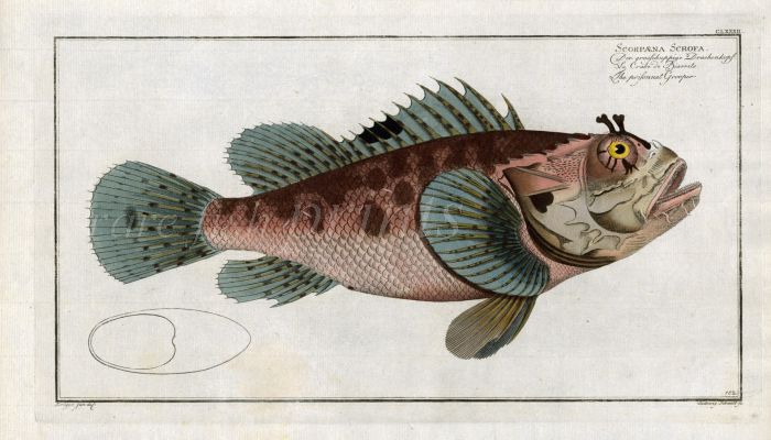 THE RED SCORPION FISH  print 1758 (Scorpaena Scrofa)