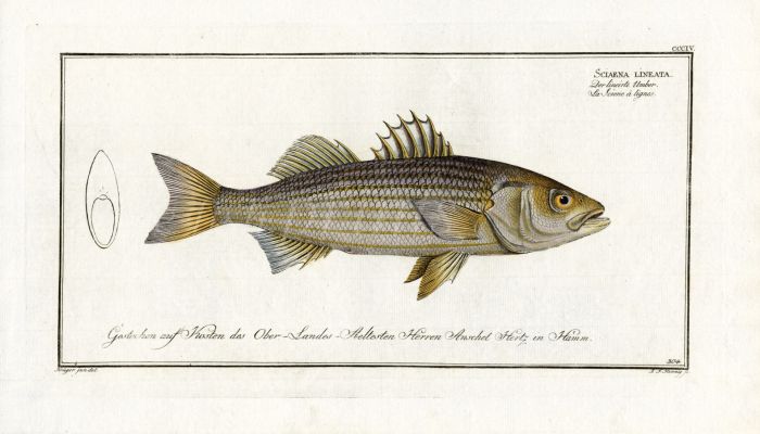 THE STRIPED BASS print 1792 (Sciaena Lineata)