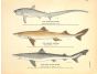 THE THRASHER SHARK, HORNED DOGFISH & TOPE print
