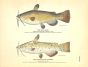 THE BULLHEAD & BULLHEAD OR CATFISH print