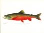 THe CANADIAN RED TROUT print (Adult male) 