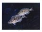 THE SMARIS - PICAREL fish print