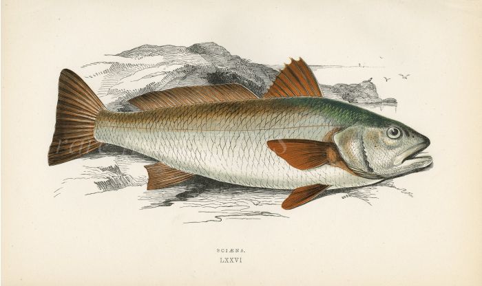 THE SCIAENA - BROWN MEAGRE fish print