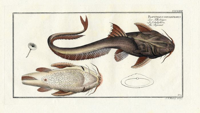 THE ASPREAD CATFISH print 1794 ( Platystacus Cotylephorus)