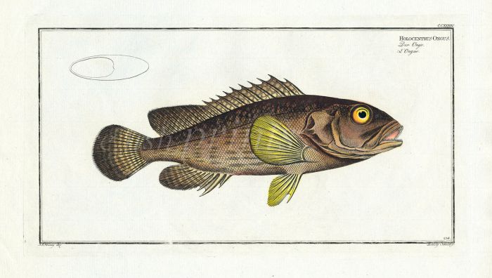 THE ONGUS - GROUPER print (Holocentrus ongus)