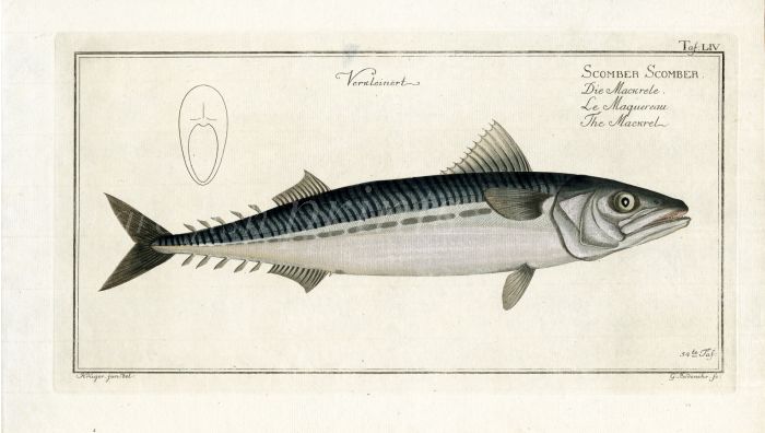 THE MACKEREL Bloch fish print 1758 (Scomber Scomber)