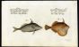 THE DOUBLE-SPINY FILEFISH & THE BRISTLETAIL FILEFISH print ( Balistes Blaculeatus & Tomentosus)