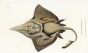 THE SHARP-NOSED RAY print