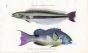 THE BROAD-STRIPED LABRUS & LABRE DEUX-CROISSANT print