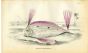 JARDINE/LIZARS - THE SPINOLA'S TRACHIPTERUS fish print