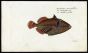 THE BLACKBAR TRIGGERFISH print (Balistes Aculeatus)
