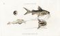 CLARIAS SILURE CATFISH print