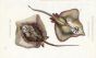 THE TUBERCULATED RAY & EGLANTINE RAY print