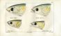 CUVIER - HEADS OF GREY MULLET print