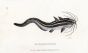 THE EEL-SHAPED PLATYSTACUS catfish