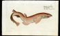 THE LESSER ROUGH HOUND print (Spotted dogfish, shark - Squalus Catulus)