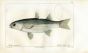 CUVIER - THE GREY MULLET fish print