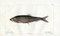 CUVIER - THE HERRING fish print