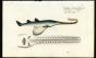 THE SAWFISH print (Embrio Squali Pristis)
