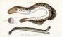 THE GREAT LAMPREY print