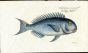 THE BLUE RAZORFISH print (Coryphaena Coerulea)