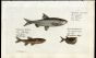 DACE, SPURLING, AND HATCHET-BELLY print (Cyprinus & Gasteropelecus)