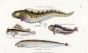 THE VIVIPAROUS, SMOOTH, OCELLATED & GUNNEL BLENNY print