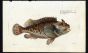 THE SCORPION FISH print (Scorpaena Porcus)