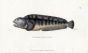 THE COMMON WOLFFISH print