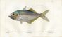 CUVIER - THE AMBERJACK fish print