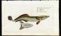 THE REMORA or SUCKINGFISH print (Echeneis Neucrates)