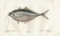 CUVIER - AMBERJACK fish print