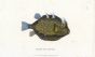 THE EARED TRUNKFISH print