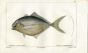CUVIER - THE BLUNT NOSE JACK fish print
