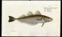 THE WHITING print (Gadus Merlangus)