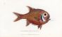 THE SOUTHERN ROUGHY SLIMEHEAD or SOUTHERN TRACHICHTHYS print