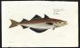 THE POLLACK print ( Gadus Pollachius)