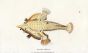 THE BEAKED ANGLER FISH print