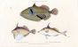 ACULATED, DOWNY & TWO-SPINED FILEFISH print