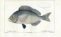 CUVIER - THE BLACK SEA BREAM fish print