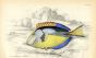 JARDINE/LIZARS - THE YELLOW-BELLIED ACANTHURUS fish print